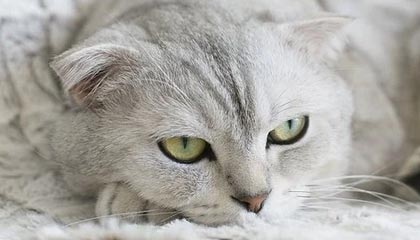 提前布局的资金往往借高开出货？原油和黄金今天都是高开