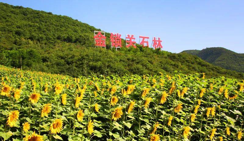 什么是“创森”？什么是“国家森林城市”？