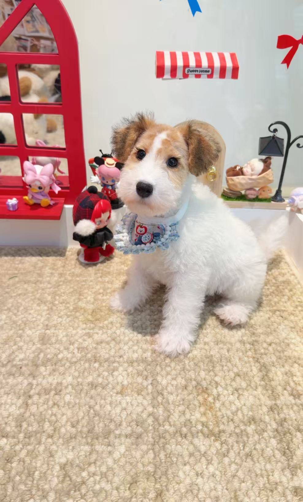 揭秘口碑好的能买到宠物狗狗的宠物店 金毛幼犬价格行情