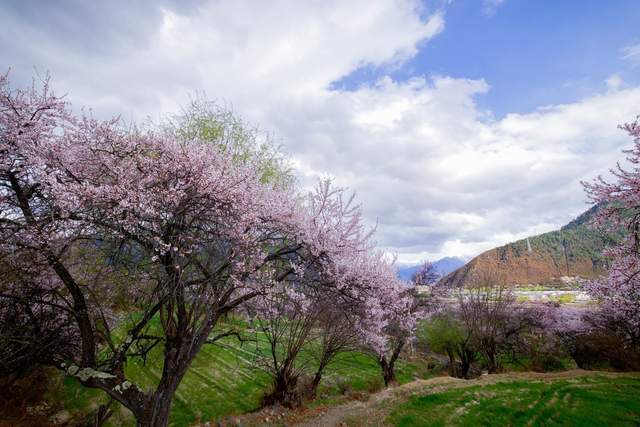 EOS 星空桃花节 用佳能EOS R5 II定格林芝雪山花海的极致风景