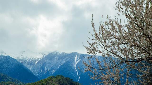 EOS 星空桃花节 用佳能EOS R5 II定格林芝雪山花海的极致风景