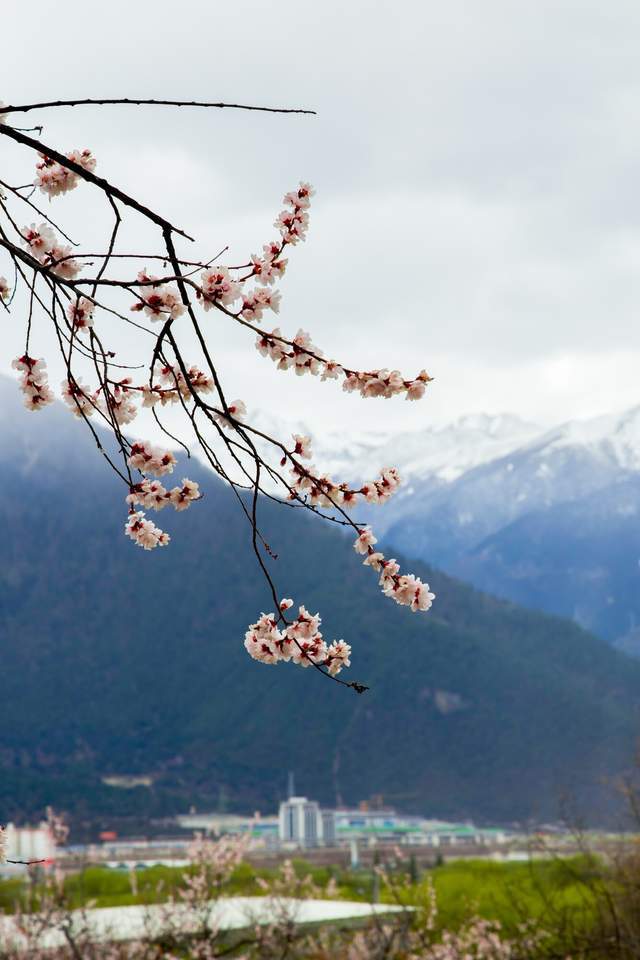 EOS 星空桃花节 用佳能EOS R5 II定格林芝雪山花海的极致风景