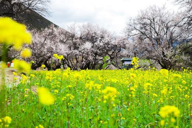 EOS 星空桃花节 用佳能EOS R5 II定格林芝雪山花海的极致风景